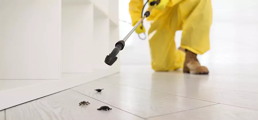 Roach and Bed Bug Exterminator in Decatur