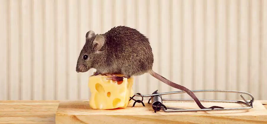 Commercial Rodent Exclusion Services in Decatur