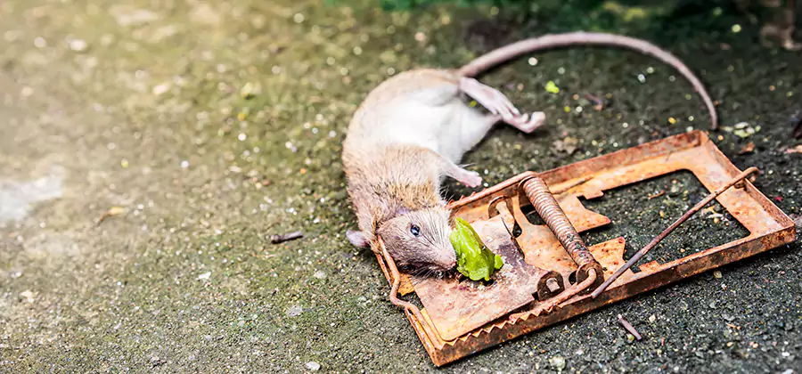 Rat Trapping in Decatur