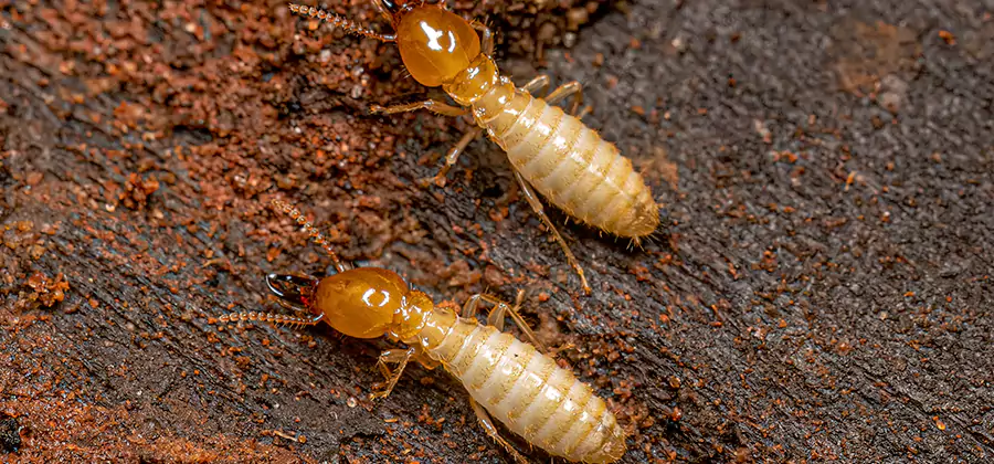 Sentricon Residential Termite Control in Decatur
