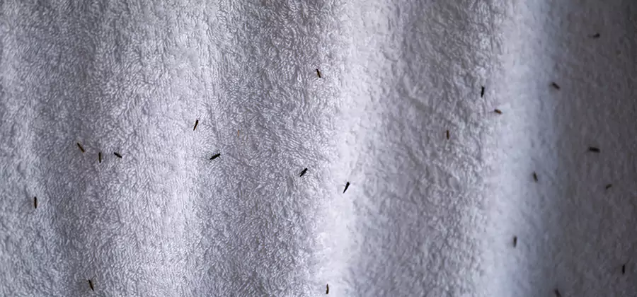 Small Black Ants in Bathroom Treatment in Decatur