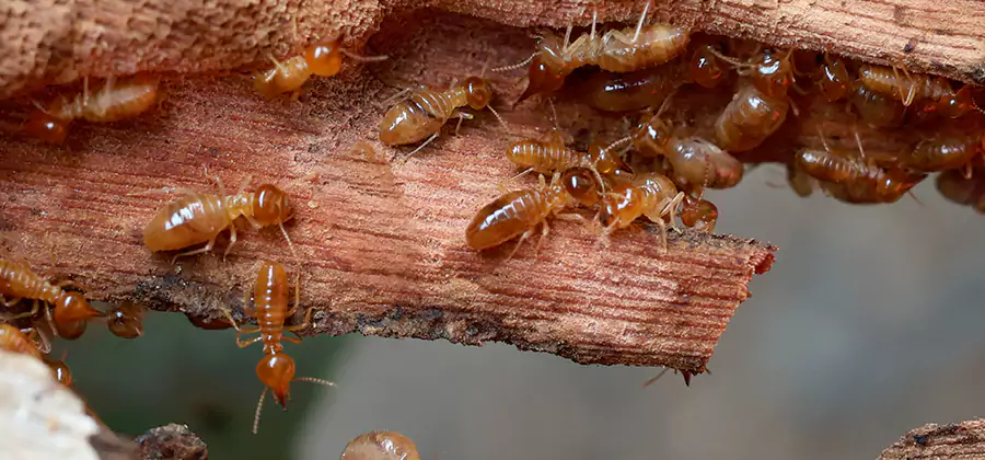 Perimeter Soil Termite Treatment in Decatur