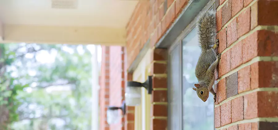 Squirrel Inside Walls Removal in Decatur