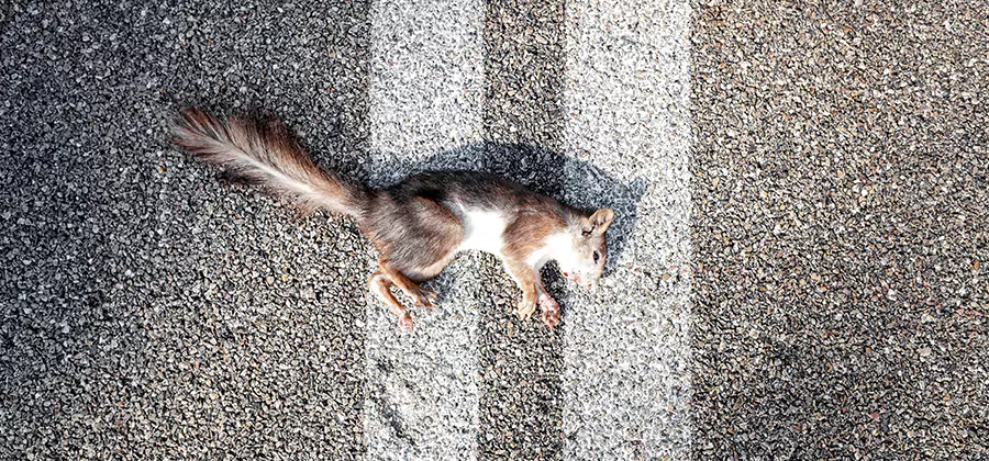 Dead Squirrel Removal in Decatur