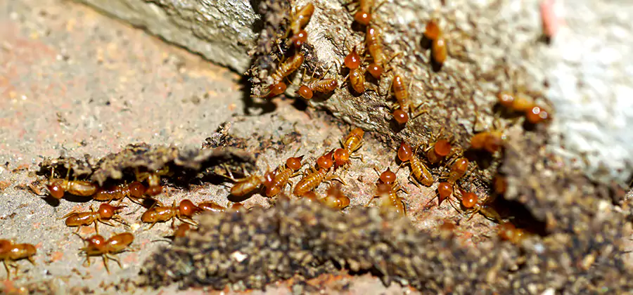 Wood Treatment and Localized Termite Solutions in Decatur