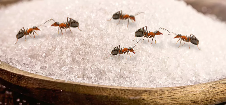 Indoor Sugar Ant Treatment in Decatur