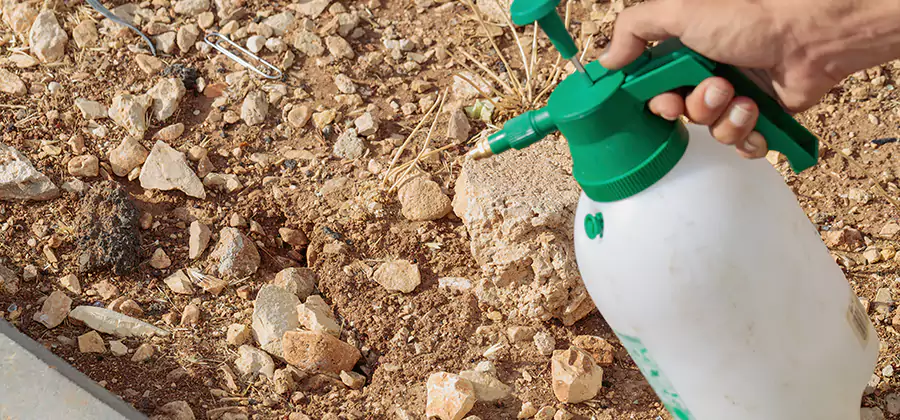 Heat Treatment Termite Cost in Decatur