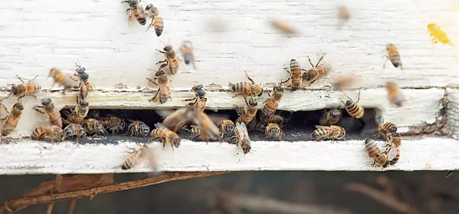 Residential Termite Fumigation in Decatur