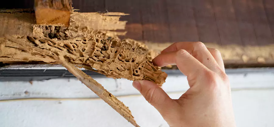 Pre-Purchase Termite Inspection in Decatur