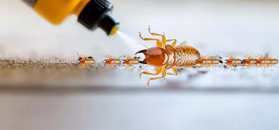 Foundation Termite Spraying Control in Decatur