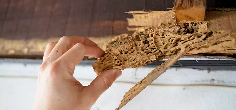 Pre-Construction Termite Treatment in Decatur