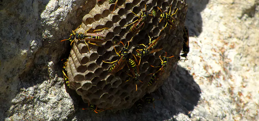 Wasp Nest in Tree Removal Decatur