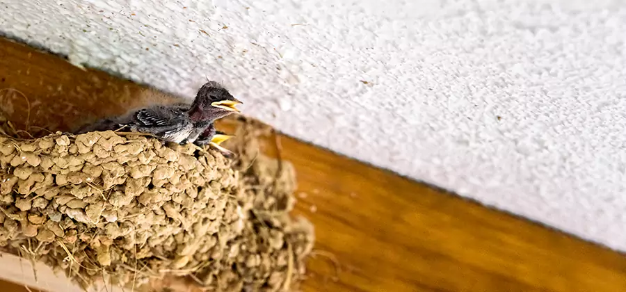 Bird Removal From House in Decatur