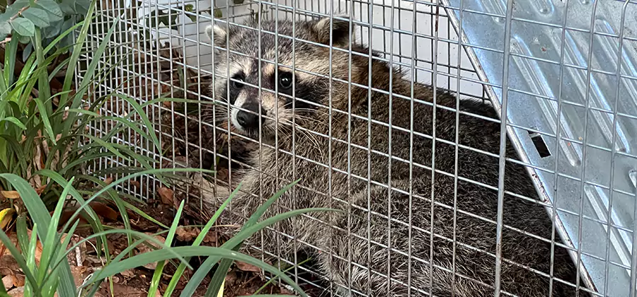 Wildlife Relocation Services in Decatur