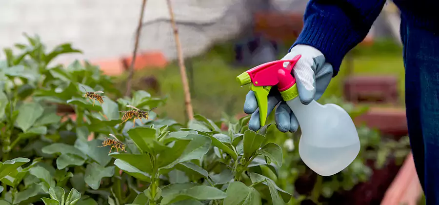 Yellow Jacket Pest Removal for Commercial Properties in Decatur