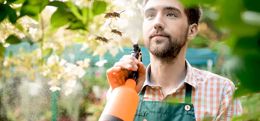 Yellow Jacket Wasp Removal in Decatur