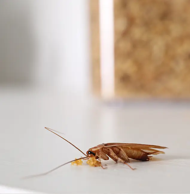 Why Decatur Pest Control Pro Stands Out in Decatur, GA?