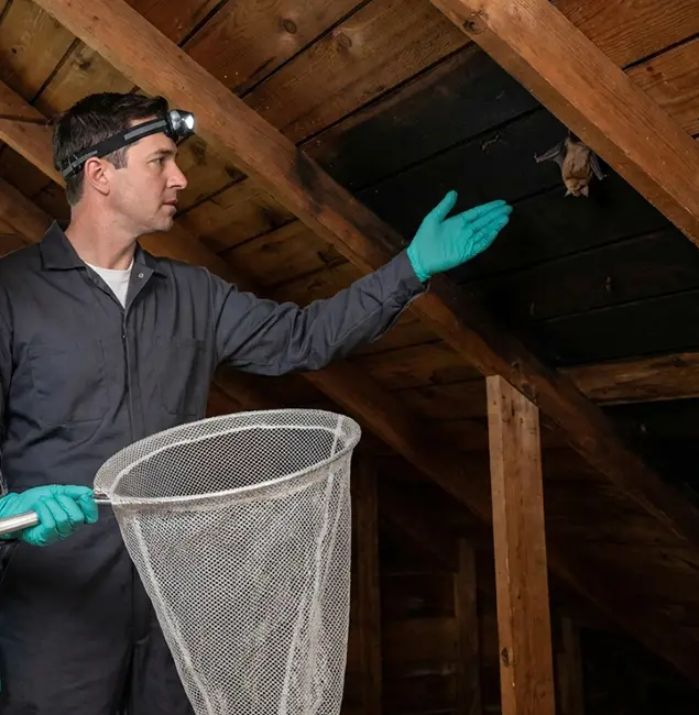 Why Decatur Pest Control Pro Is the Right Choice in Decatur, GA?
