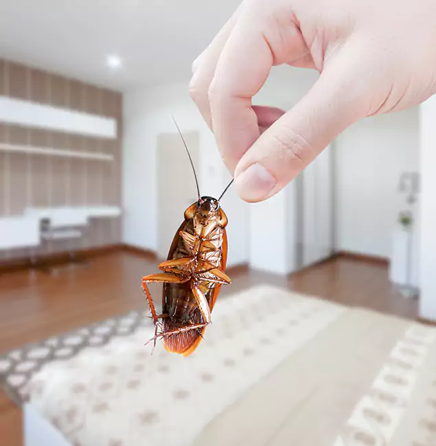 Why Decatur Pest Control Pro Stand Out for Bed Bug Fumigation in Decatur, GA?
