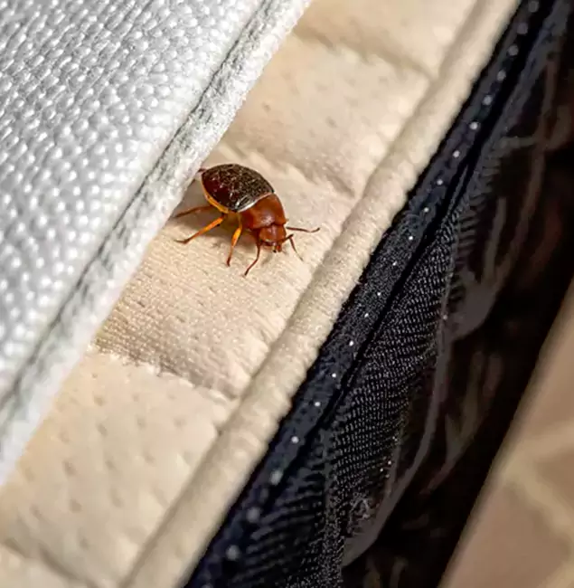 Why Choose Decatur Pest Control Pro for Bed Bug Treatment at Home in Decatur, GA?