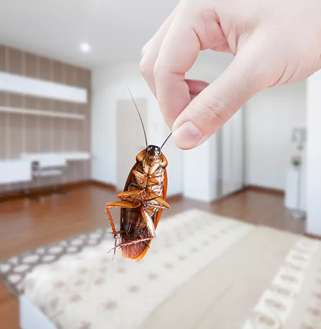 Why Decatur Pest Control Pro Stand Out For Bed Bug Inspection in Decatur, GA?
