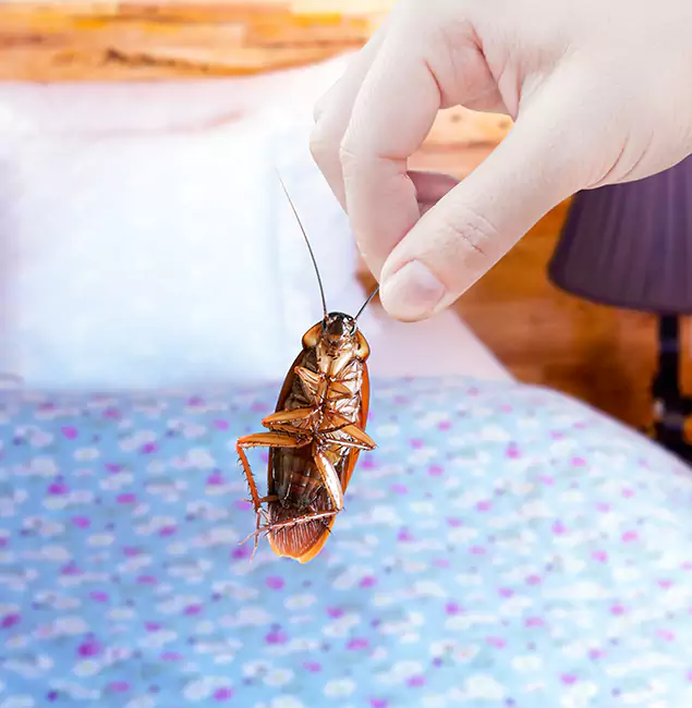 Why Choose Decatur Pest Control Pro for Bed Bug Treatment in Decatur, GA?