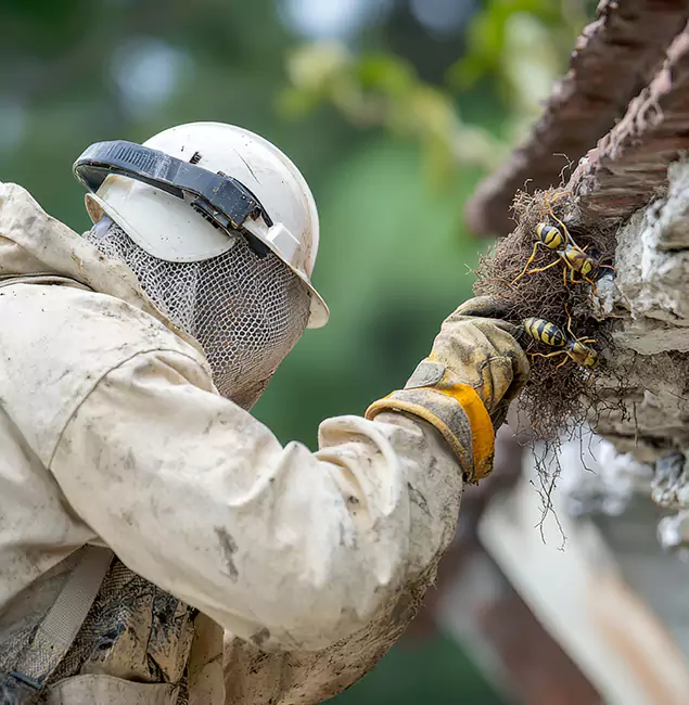 Why Decatur Property Owners Choose Decatur Pest Control Pro for Bee Exterminator?