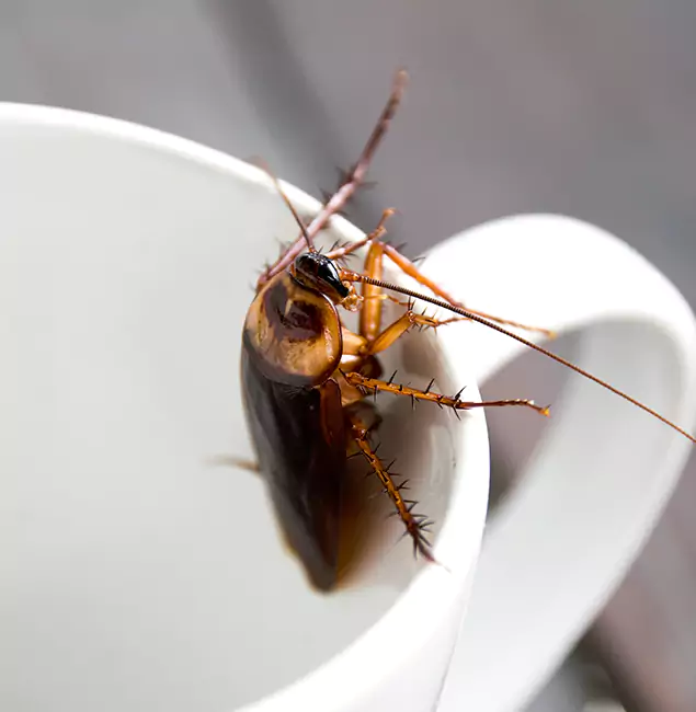 Why Decatur, GA Residents Trust Decatur Pest Control Pro for Cockroach Fumigation?