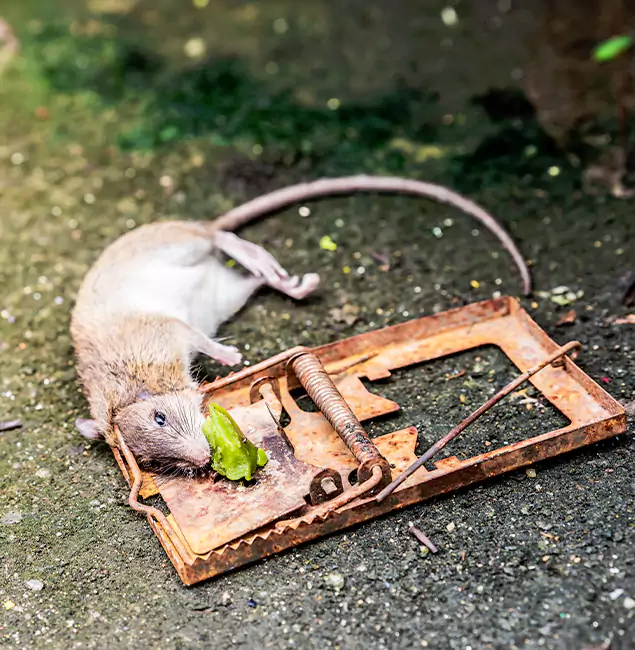 Why Decatur, GA Homeowners Trust Decatur Pest Control Pro for Rodent Removal?