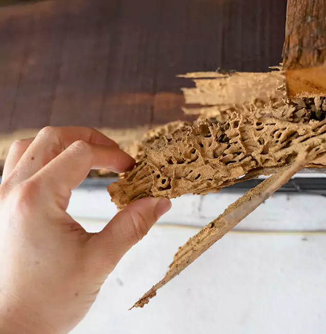 Why Choose Decatur Pest Control Pro in Decatur, GA?