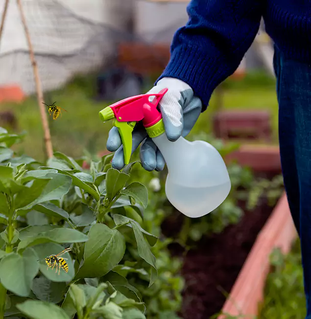 Why Decatur Homeowners Choose Decatur Pest Control Pro for Honey Bee Removal?