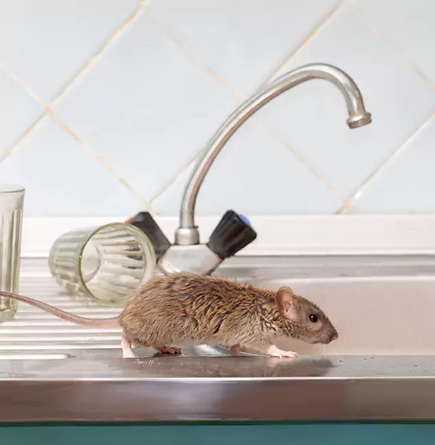 Why Decatur, GA Trusts Decatur Pest Control Pro for Humane Rodent Control?