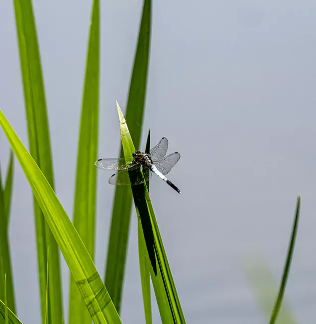 Why Decatur Families Trust Decatur Pest Control Pro for Mosquito Prevention?