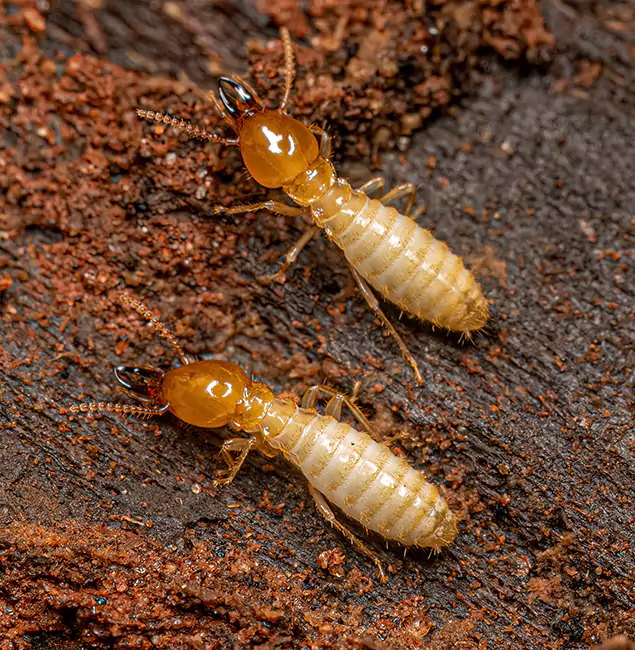Why Choose Decatur Pest Control Pro for Termite Treatment Without Tenting in Decatur, GA?