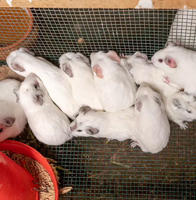 Why Choose Decatur Pest Control Pro for Rat Infestation in Decatur, GA?
