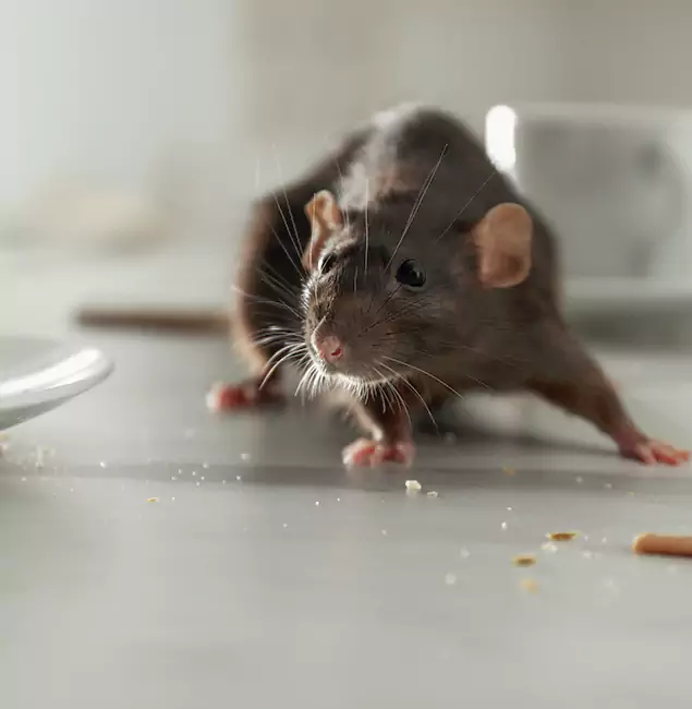 Why Choose Decatur Pest Control Pro for Rodent Control in Decatur, GA?