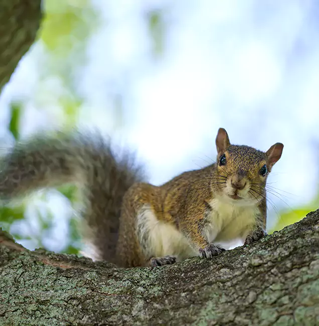 Why Decatur, GA Relies on Decatur Pest Control Pro for Squirrel Pest Control?