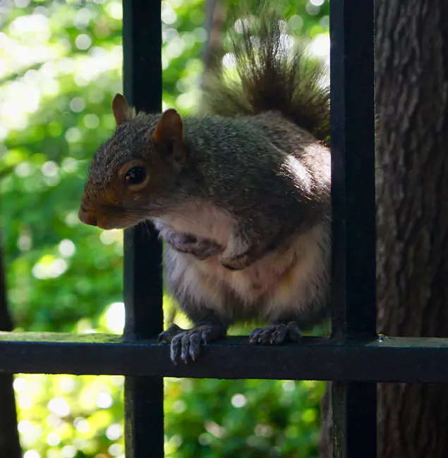 Why Decatur, GA Chooses Decatur Pest Control Pro for Squirrel Removal?