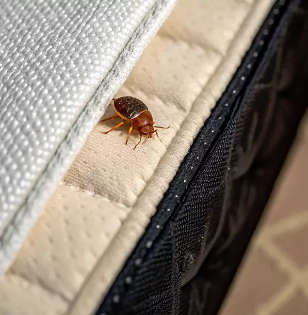 Why Decatur Homeowners Trust Decatur Pest Control Pro for Tick Treatment?