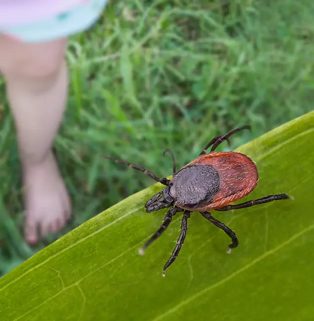 Why Decatur Homeowners Choose Decatur Pest Control Pro for Tick Extermination?