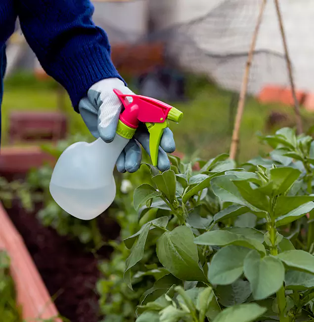 Why Decatur Relies on Decatur Pest Control Pro for Wasp Control Services?