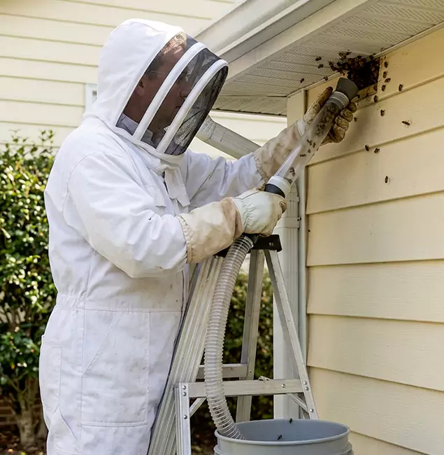 Why Decatur Trusts Decatur Pest Control Pro for Wasp Control?