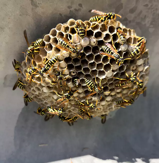 Why Decatur Chooses Decatur Pest Control Pro for Wasp Control Services?