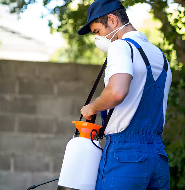 Why Decatur Pest Control Pro Is the Right Choice for Yellow Jacket Removal in Decatur, GA?