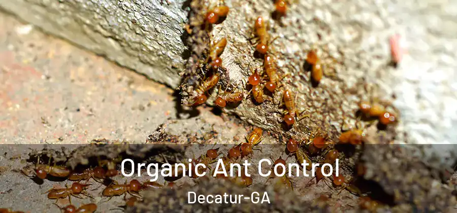 Organic Ant Control Decatur-GA