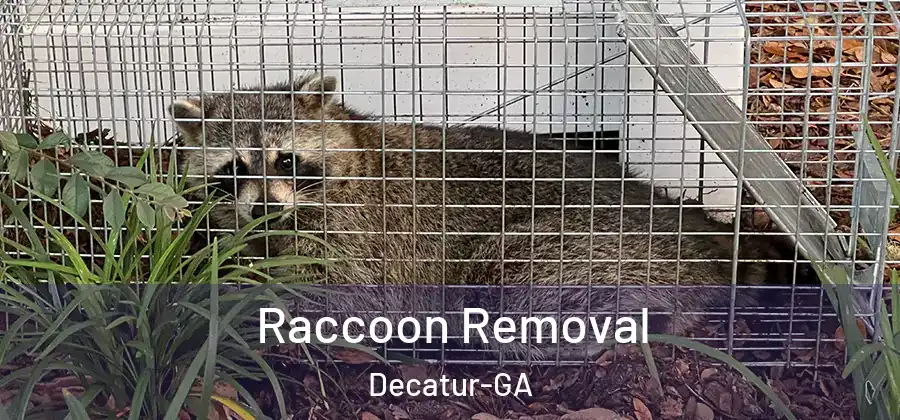 Raccoon Removal Decatur-GA