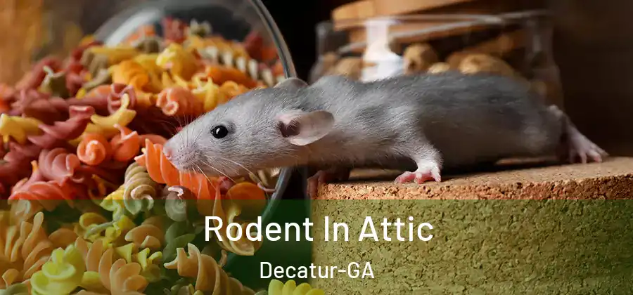 Rodent In Attic Decatur-GA