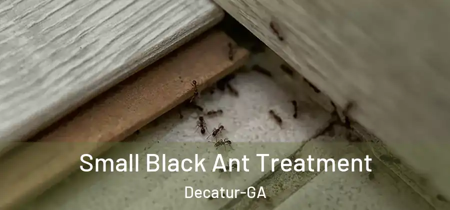 Small Black Ant Treatment Decatur-GA