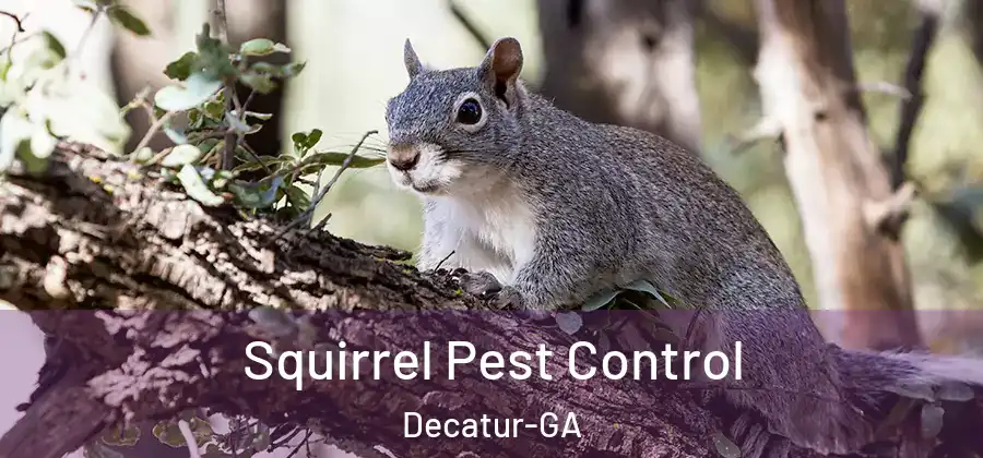 Squirrel Pest Control Decatur-GA