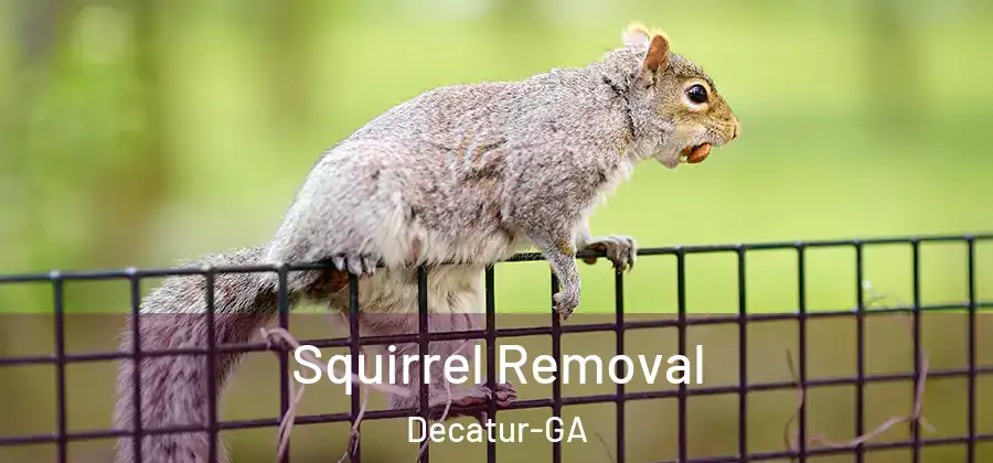 Squirrel Removal Decatur-GA